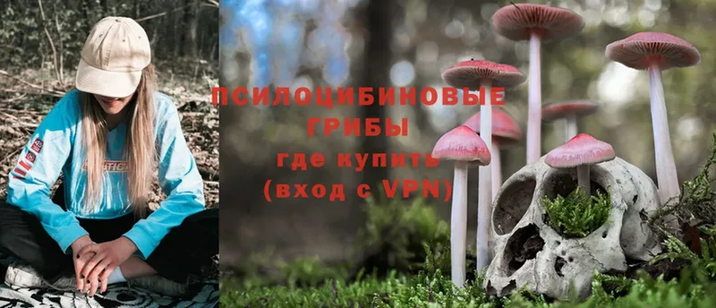 omg как войти  Елец  Галлюциногенные грибы Psilocybine cubensis 